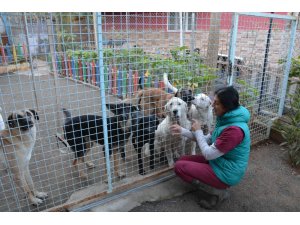Köpekler bayıltılarak ormanlık alana atıldı