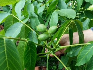 Kaman cevizi kabuğu üzerine bilimsel araştırma yapıldı