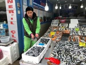 Hamsi kavağa çıktı