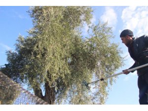 Zeytin hasadına yeniden başladı