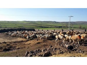 Üreticiye destek sürüyor