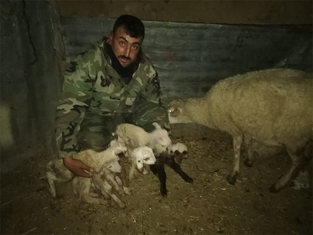 Konya'da bir koyun tek batında 5 kuzu doğurdu