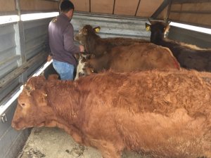 Demirci’de genç çiftçiler hayvanlarına kavuştu