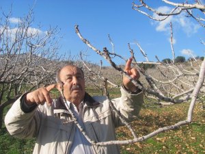 Aşırı yağışlar Antep fıstığını suya doyurdu