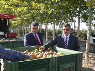 Ereğli Kaymakamı Ballı, elma bahçesinde incelemelerde bulundu