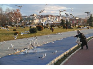Beyşehir'de martıların ekmek kapma mücadelesi