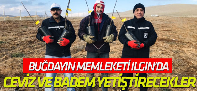Buğdayın Memleketi Ilgın'da Ceviz ve Badem Yetiştirecekler