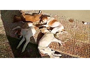 Köpeklerin zehirlenerek öldürüldüğü iddiasına hayvanseverlerden tepki