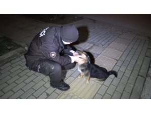 Kanalizasyona düşen köpek devriye atan bekçiler tarafından kurtarıldı