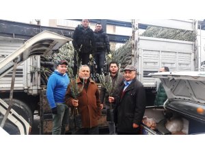 Kırkağaç’ta Ziraat Odası zeytin fidanı dağıtımına başladı