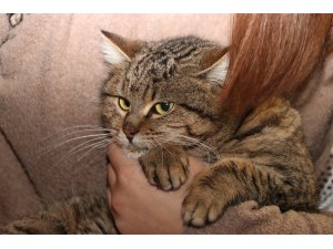 Liseliler çöpte buldukları yaralı kediye "hayat" verdi