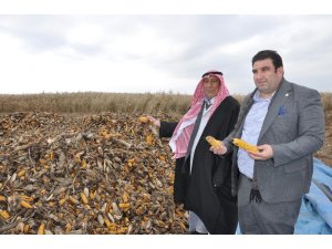 Kızıltepe’de mısır tarlada kaldı