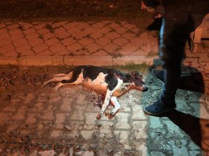 Sokak ortasında silahla vurduğu köpeği çöp konteynerine attı