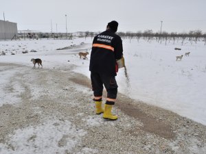 Karatay Belediyesi, Sokak hayvanlarını yalnız bırakmıyor