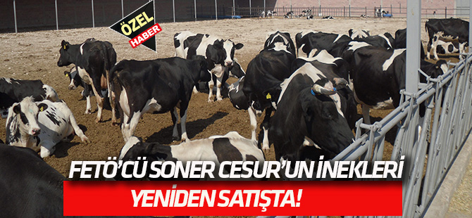 FETÖ’NÜN İNEKLERİ  YENİDEN SATIŞTA!