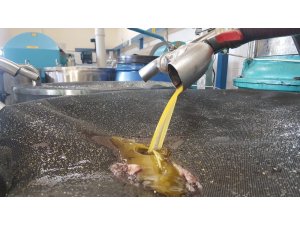 Zeytinyağındaki bolluk fiyatları düşürdü