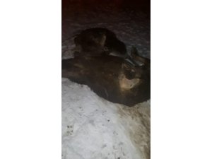 Ahır çöktü, 5 büyükbaş hayvan telef oldu