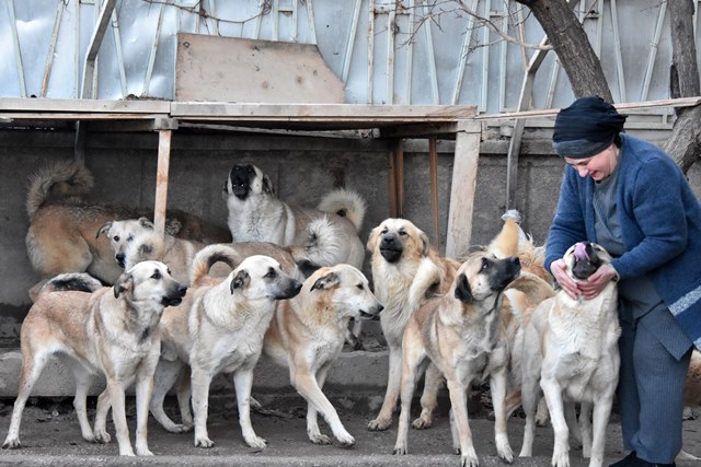 Aşılarını yaptıramadığı köpekleri alınacak