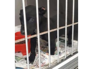 2 aylık yavru köpeğin kulaklarını kesip sokağa attılar