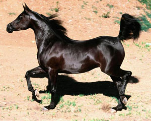 Mahalli at yarışlarına 10 bin lira destek