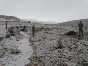 Elazığ’da kaybolan danaları jandarma buldu