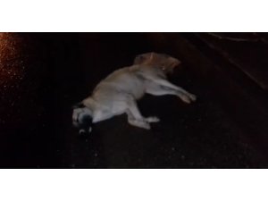 Aracıyla çarptığı köpeği veterinere götürüp tedavi ettirdi