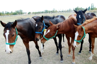 Bu atlar 10 bin TL'ye çiftleştiriliyor
