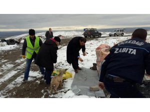 Çiçekdağı'nda sokak hayvanı itlaf edildiği iddiası