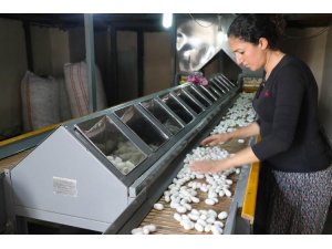 Kulp ipek böcekçiliğinde Türkiye’nin birincisi oldu