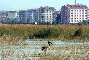 Beyşehir Gölü'nün sonbahar konukları