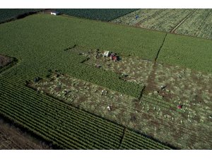 Pırasa ihracatı üreticiyi sevindirdi