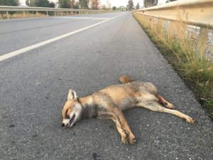 Aracın çarptığı tilki öldü