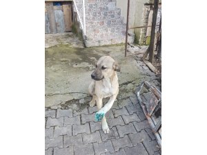 Polisin kucağında taşıdığı yaralı köpek iyileşiyor