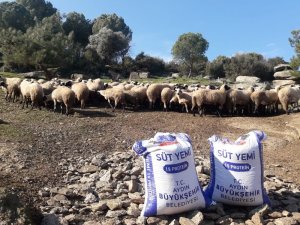 Aydınlı üreticiye ekonomik yem