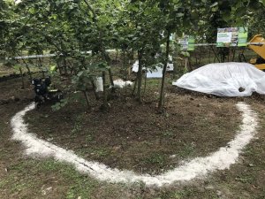 Fındıkta çinko eksikliği araştırılıyor