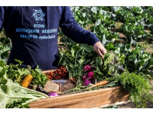 Ata tohumları yeniden hayat buluyor