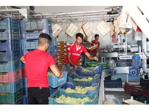 Alaşehir’den 500 milyon dolarlık ihracat