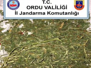 Ordu’da uyuşturucu ile mücadele sürüyor