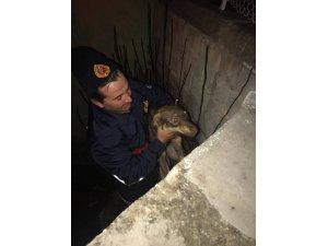 İçi su dolu çukura düşen köpeği itfaiye kurtardı