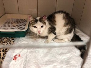 Rusya’da enkazın altından canlı kedi çıkarıldı
