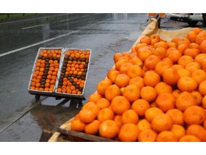 Rize’de mandalina hasadı başladı