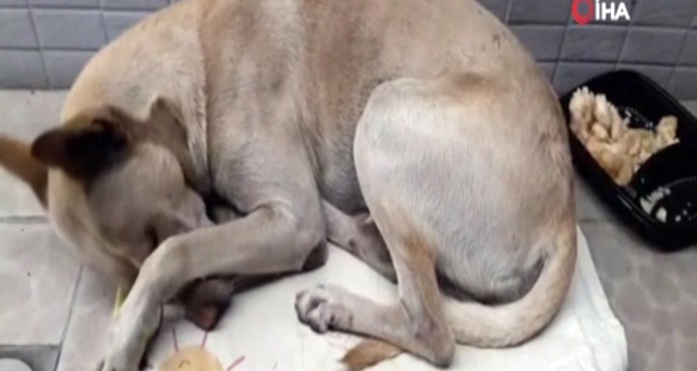 6 aydır bırakıldığı yerde sahibini bekliyor