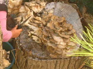 10 kiloluk mantar görenleri hayrete düşürüyor