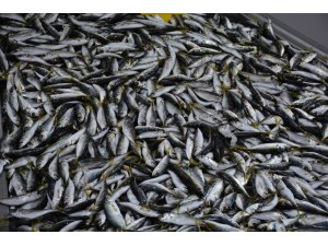 Balıkta istavrit zamanı