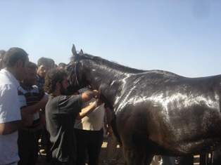 Yarışta ayağı kırılan at iğneyle uyutuldu