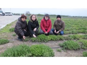 Burhaniye’de Tıbbı ve Aromatik Bitkiler  yoğun ilgi gördü.