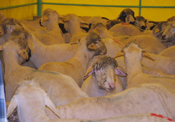 Hayvan kaçakçıları yakalandı