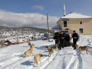 Gönüllü ekip yayladaki köpeklere yiyecek götürdü