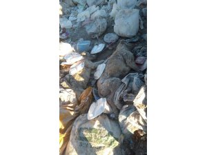 Çöplükte 30’dan fazla ölü köpek bulundu