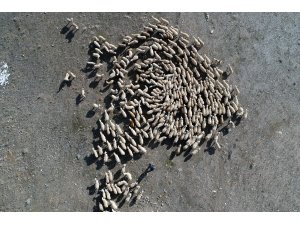 Köyünün "Mandıra filozofu" koyunlarının çobanı oldu